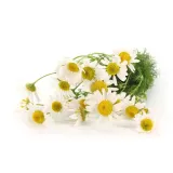 hydrolat-rumiankowy-organic-100-ml