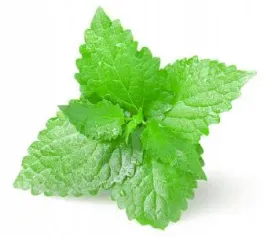 bio-spearmint-hydrolate-mieta-100-ml