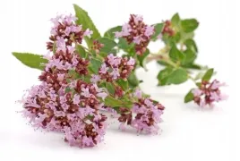 bio-oregano-hydrolate-50ml