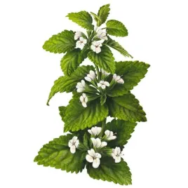 hydrolat-z-melisy-melissa-officinalis-50-ml