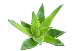 maslo-aloesowe-kosmetyczne-100g