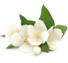 maslo-jasminowe-kosmetyczne-1kg