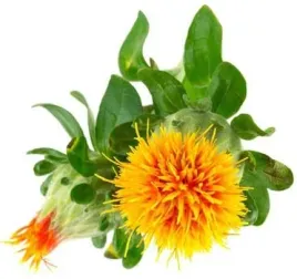 olej-z-krokosza-barwierskiego-organic-50-ml