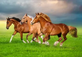 puzzle-500-ukladanka-widok-zwierzeta-kon-galopujace-konie-mustang-9-castor