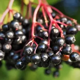 bez-czarny-hashberg-sambucus-w-doniczkach-p11-wysokosc-30-40-cm