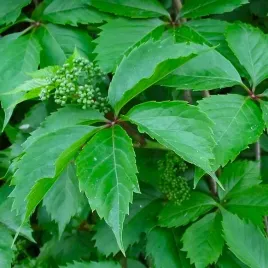 winobluszcz-zaroslowy-parthenocissus-w-p11-wysokosc-60-80-cm