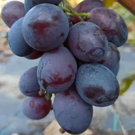 winorosl-lidi-vitis-w-doniczkach-p9-wysokosc-40-60-cm