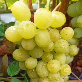 winorosl-darinka-vitis-w-doniczkach-p11-wysokosc-30-40-cm