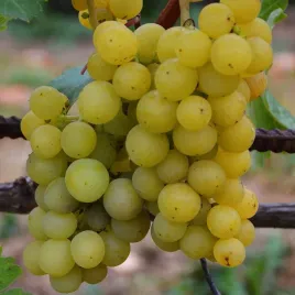 winorosl-liepajas-dzintras-vitis-w-domniczkach-p9-wysokosc-30-40-cm