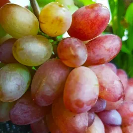 winorosl-prima-vitis-w-doniczkach-p11-wysokosc-50-70-cm