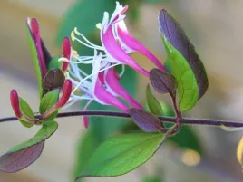wiciokrzew-japonski-purpurea-lonicera-w-doniczkach-p11-60-80-cm