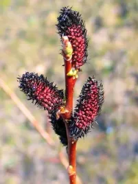 wierzba-smukloszyjkowa-melanostachys-salix-w-doniczkach-p11-80-100-cm