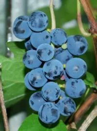 winorosl-hasansky-sladky-vitis-w-p11-wysokosc-80-100-cm