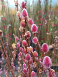 wierzba-smukloszyjkowa-mt-aso-na-pniu-salix-w-c2-drzewko-100-110-cm