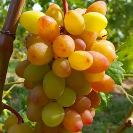 winorosl-rumba-vitis-w-doniczkach-p9-wysokosc-40-60-cm