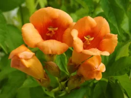 milin-posredni-guilfoylei-campsis-w-doniczkach-p11-70-90-cm
