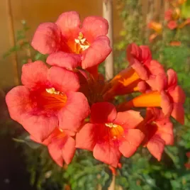 milin-amerykanski-gabor-campsis-w-doniczkach-p9-60-80-cm