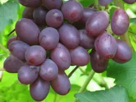 winorosl-zodiak-vitis-w-doniczkach-p11-wysokosc-40-60-cm