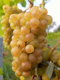 winorosl-la-crescent-vitis-w-doniczkach-p11-wysokosc-70-90-cm