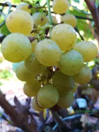 winorosl-seneca-vitis-w-doniczkach-p9-wysokosc-40-60-cm