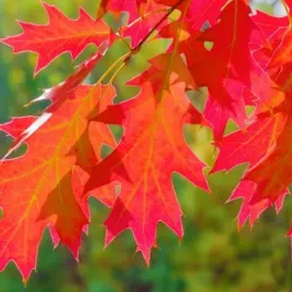 dab-czerwony-quercus-w-doniczkach-p11-wysokosc-40-60-cm