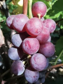 winorosl-lutti-vitis-w-doniczkach-p11-wysokosc-80-100-cm