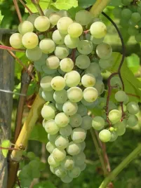 winorosl-prairie-star-vitis-w-doniczkach-p9-wysokosc-40-60-cm