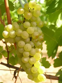 winorosl-saint-pepin-vitis-w-doniczkach-p9-wysokosc-40-60-cm