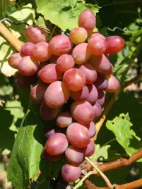 winorosl-wiktoria-5-vitis-w-doniczkach-p11-wysokosc-50-70-cm