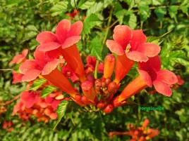 milin-amerykanski-ursynow-campsis-w-p11-wysokosc-60-80-cm