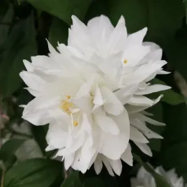 jasminowiec-minnesota-snowflake-philadelphus-w-c2-wysokosc-50-70-cm