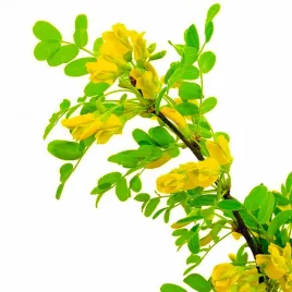 karagana-syberyjska-caragana-w-doniczkach-p11-90-110-cm