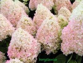 hortensja-bukietowa-phantom-hydrangea-w-p11-wysokosc-30-40-cm