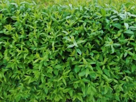 ligustr-pospolity-atrovirens-ligustrum-w-p9-40-60-cm