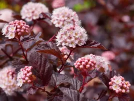 pecherznica-kalinolistna-red-baron-physocarpus-w-p11-50-70-cm