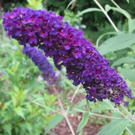 budleja-dawida-black-knight-buddleja-w-doniczkach-p11-30-40-cm