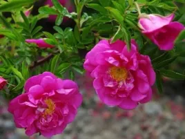 roza-dart-s-defender-rosa-w-doniczkach-p9-wysokosc-20-30-cm