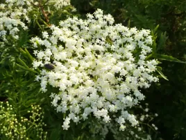 bez-czarny-laciniata-sambucus-w-doniczkach-p11-40-60-cm