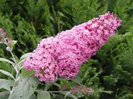 budleja-dawida-pink-delight-buddleja-w-p11-30-40-cm