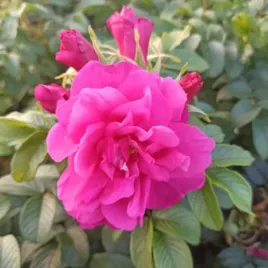 roza-pomarszczona-moje-hammarberg-rosa-w-doniczkach-p11-20-30-cm