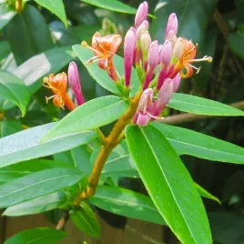 wiciokrzew-henriego-lonicera-w-doniczkach-p11-wysokosc-40-60-cm