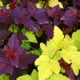 para-pecherznic-luteus-i-purpureus-physocarpus-w-p11-40-60-cm