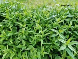 ligustr-pospolity-na-zywoploty-ligustrum-w-doniczkach-p11-30-40-cm