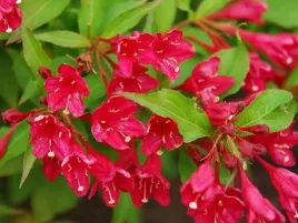 krzewuszka-cudowna-red-prince-weigela-w-doniczkach-c2-25-35-cm
