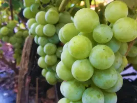 winorosl-noah-vitis-w-doniczkach-p11-wysokosc-50-70-cm