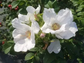 roza-pomarszczona-alba-rosa-w-doniczkach-p11-wysokosc-30-40-cm