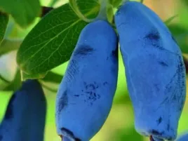 jagoda-kamczacka-woloszebnica-lonicera-w-p9-15-20-cm