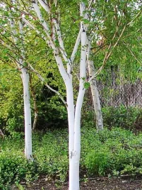 brzoza-pozyteczna-jacquemonta-doorenbos-betula-w-c2-100-120-cm