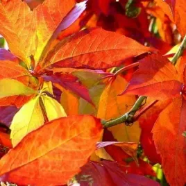 winobluszcz-pieciolistkowy-parthenocissus-w-p11-40-60-cm