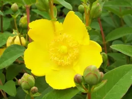 dziurawiec-ozdobny-hidcote-hypericum-w-p11-15-20-cm